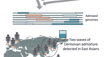 Denisovans admixture regional graph and migration path