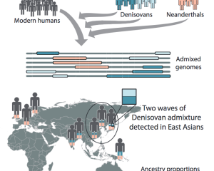 Denisovans admixture regional graph and migration path