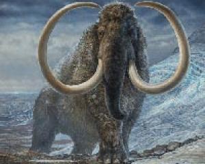 Woolly mammoth thumb