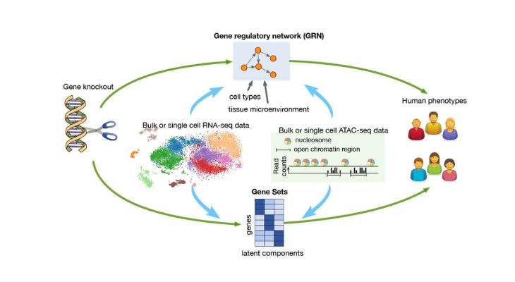 Gene regulatory network (GRN) diagram published by the MorPhiC Consortium