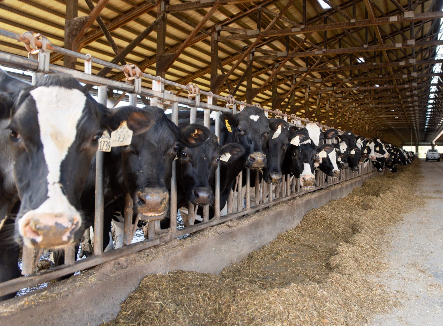Cows look up from eating in one of the barns at Ferndale Farmstead in April 2024. (Finn Wendt/Cascadia Daily News)
