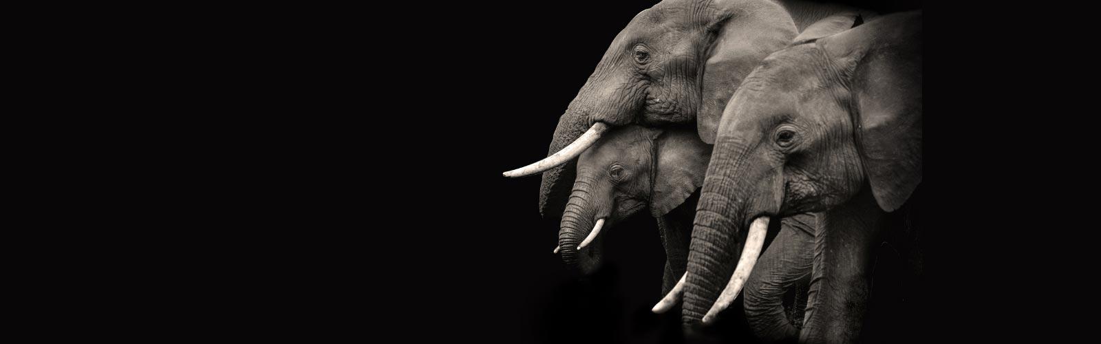 Photo of three elephants in profile