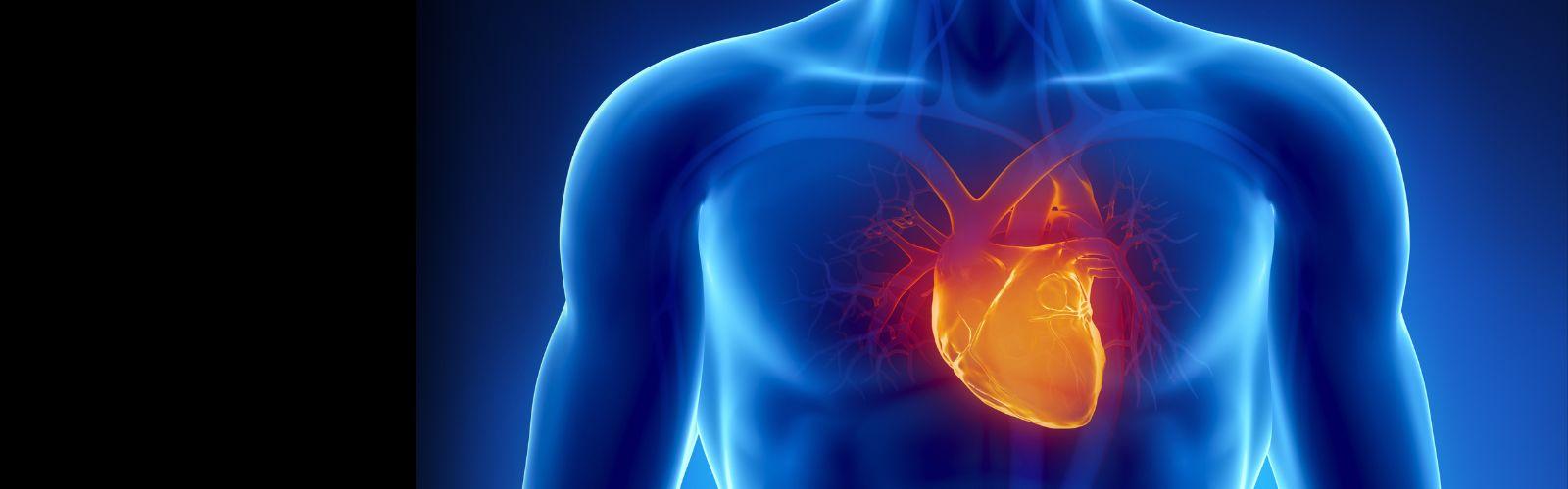 Image of human heart illuminated in a human body. Concept stock photo