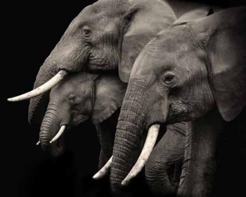 Three elephants in profile against a dark background
