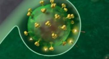 HIV-1 Virus. Credit: J Roberto Trujillo/Wikipedia