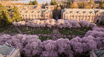 University of Washington aeriel view looking down on cherry trees in Quad