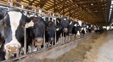 Cows look up from eating in one of the barns at Ferndale Farmstead in April 2024. (Finn Wendt/Cascadia Daily News)