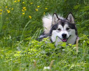 Husky dog in a field
