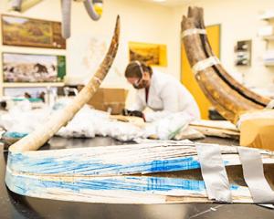 Researcher Karen Spaleta prepares a piece of the tusk for the isotopic analyses that revealed the full life history of a woolly mammoth.