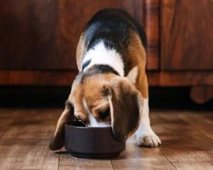 Beagle eating out of bowl