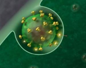 HIV-1 Virus. Credit: J Roberto Trujillo/Wikipedia