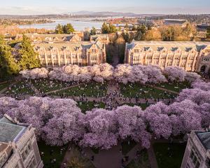 University of Washington aeriel view looking down on cherry trees in Quad