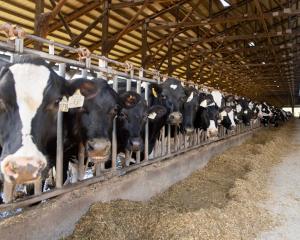 Cows look up from eating in one of the barns at Ferndale Farmstead in April 2024. (Finn Wendt/Cascadia Daily News)