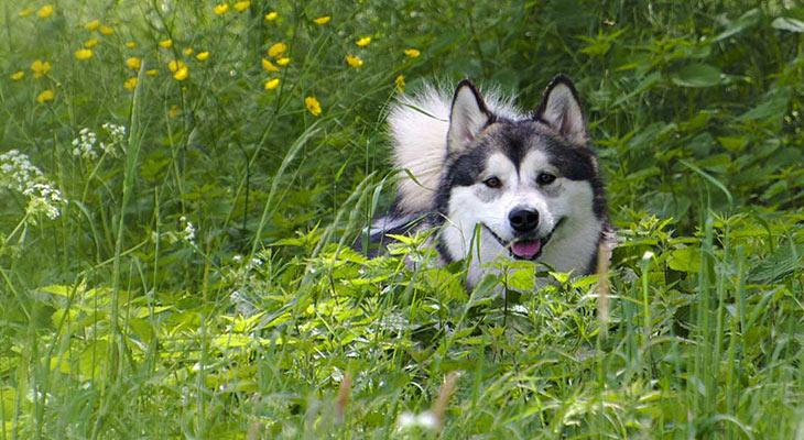 Husky dog in a field