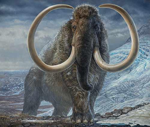 Painting of Woolly Mammoth, courtesy of University of Alaska Museum of the North